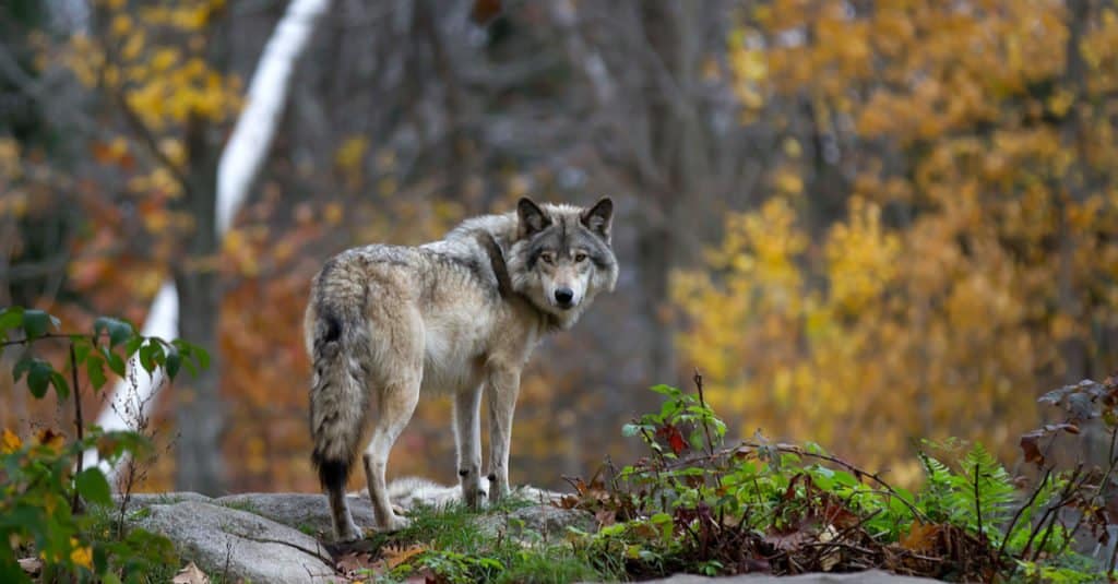 Apex predator: Wolf