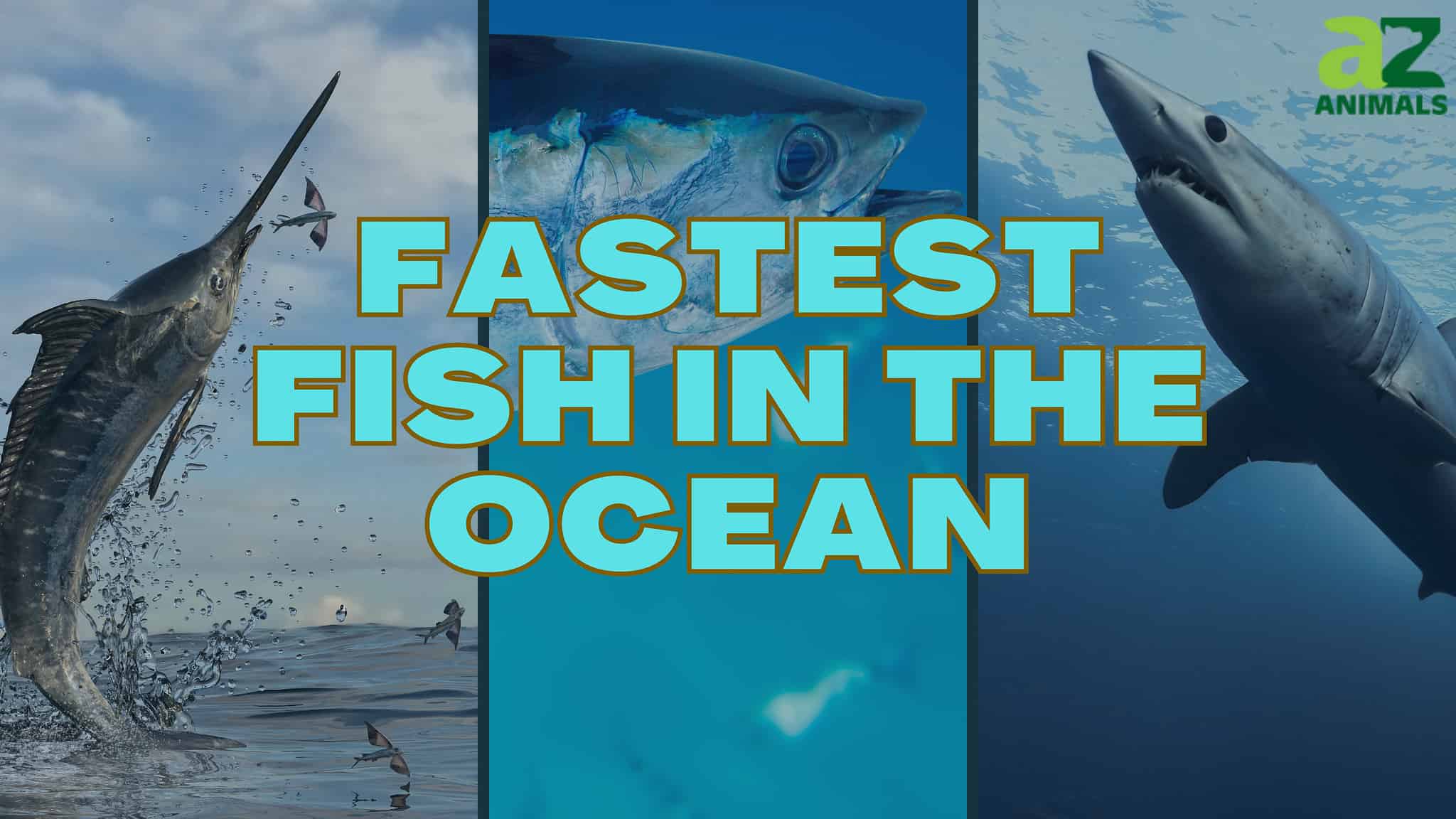 the-10-fastest-fish-in-the-ocean-a-z-animals