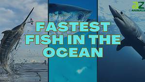 The 10 Fastest Fish in the Ocean photo