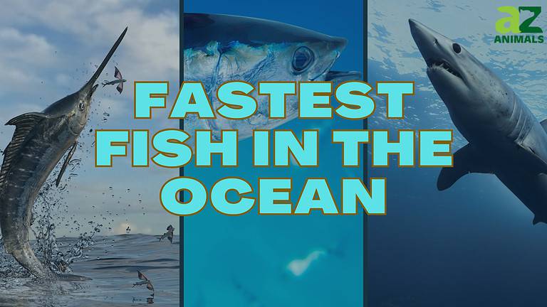 The 10 Fastest Fish in the Ocean - A-Z Animals