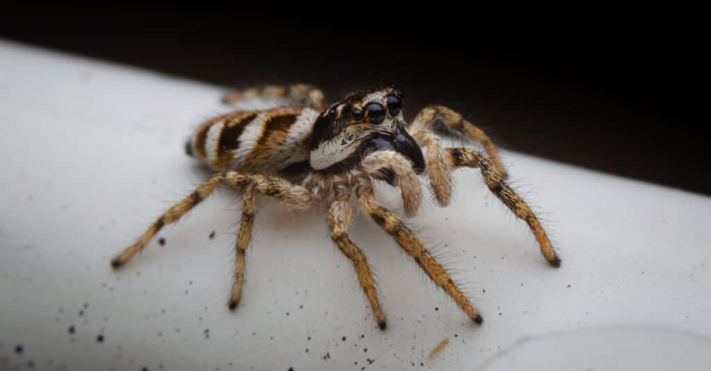 Zebra jumpers are small venomous spiders found in Ohio