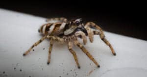 6 Black and White Spiders (With Pictures of Each!) Picture