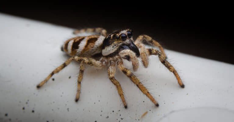 Animals with large eyes – Zebra Black Spider
