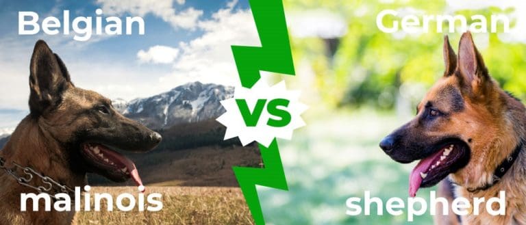 belgian malinois vs german shepherd