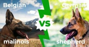 Бельгийская малинуа против немецкой овчарки: объяснение 6 главных различий