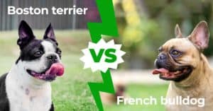 Boston Terrier vs French Bulldog: 8 Main Differences Explained Picture