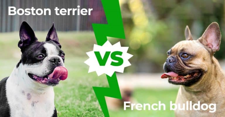 Boston Terrier vs French Bulldog: 8 Main Differences Explained - A-Z ...