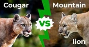 Cougar vs Mountain Lion – What Are the Differences? Picture