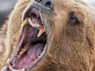 A 9 cuốn sách hay nhất về gấu – Lời khuyên về an toàn và thông tin chi tiết về loài đã được đánh giá và xếp hạng