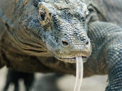 A Watch These Two Muscular Komodo Dragons Trade Intense Blows