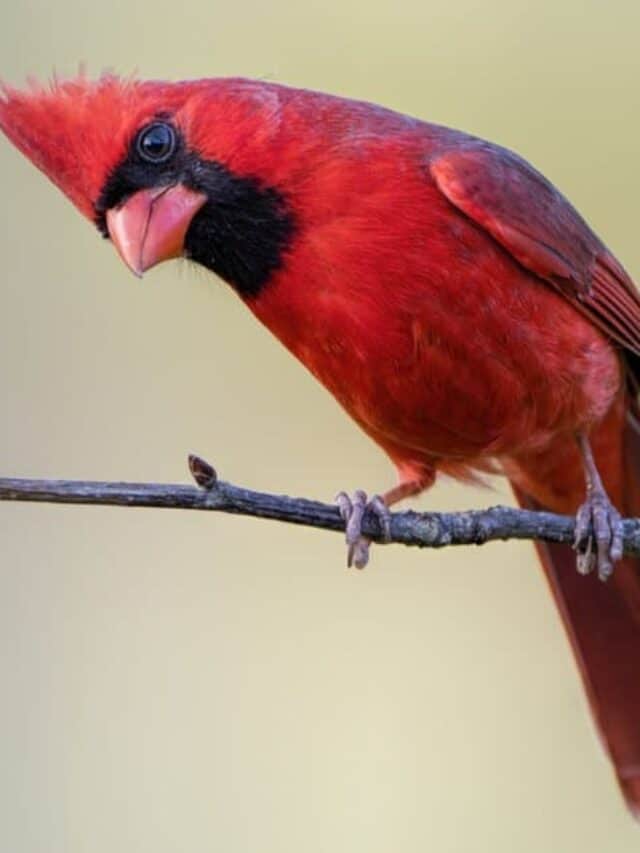 Northern Cardinal on a branch
