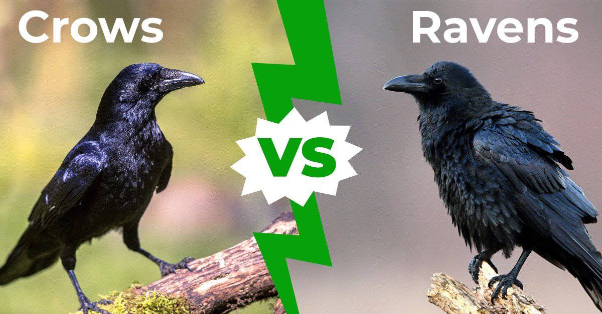 Crows vs Ravens: 5 Main Differences Explained - AZ Animals