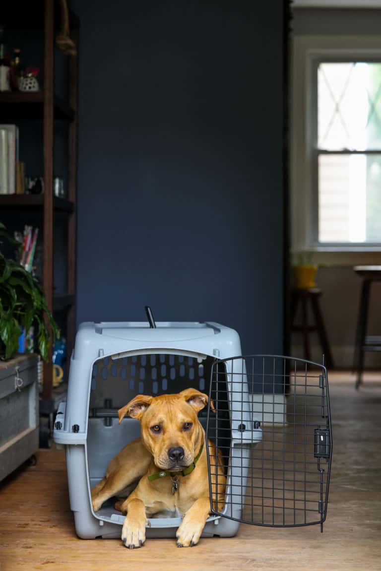 The 6 Best Dog Crates Reviewed for 2021 AZ Animals