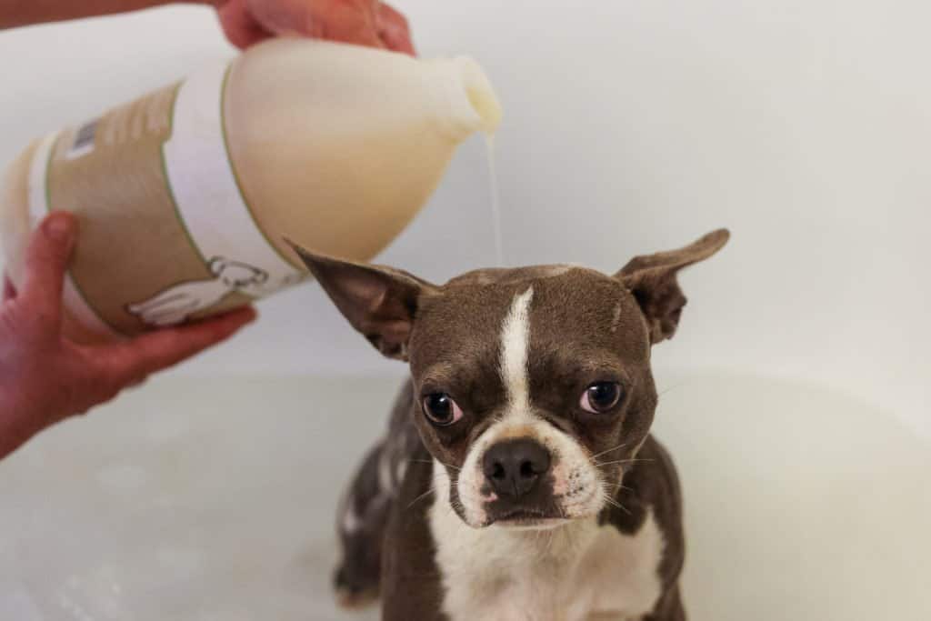 Lockeland, a Boston Terrier, gets a dog shampooing with WAHL Dry Skin and Itch Relief Shampoo.