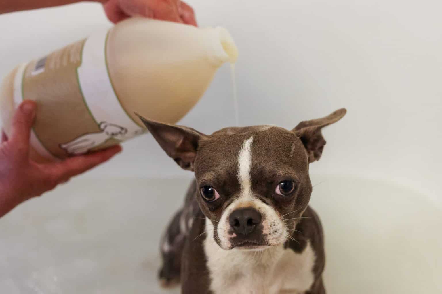 Cutest Dogs in the World: Boston Terrier vs. Cocker Spaniel - A-Z Animals