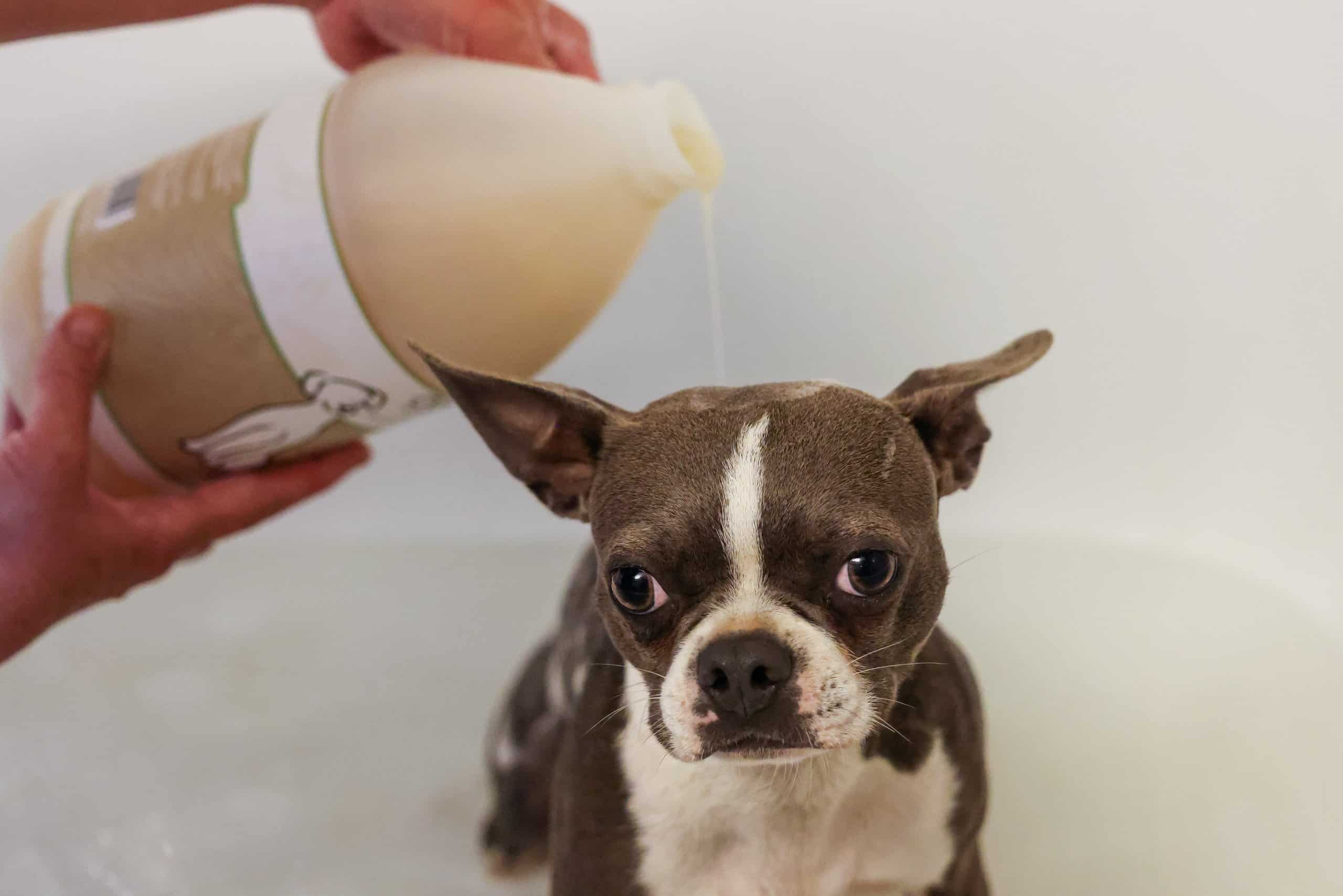 Lockeland, a Boston Terrier, gets a dog shampooing with WAHL Dry Skin and Itch Relief Shampoo.