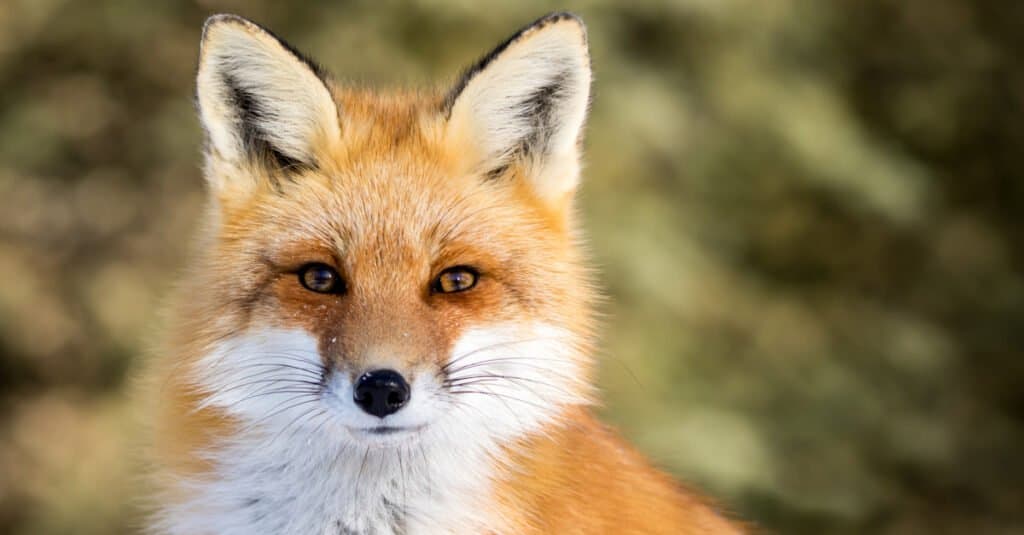 Animal analogies such as “Den is to fox as nest is to bird” make for great teaching tools.