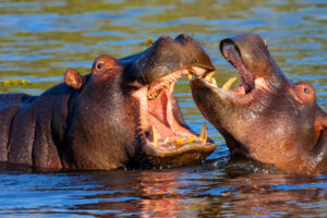 Two Huge Hippos Battle for Dominance Right On a Golf Course With Players Watching photo