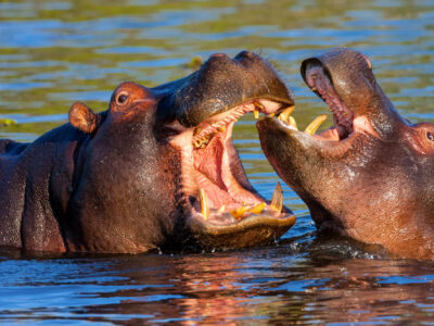 A Two Huge Hippos Battle for Dominance Right On a Golf Course With Players Watching