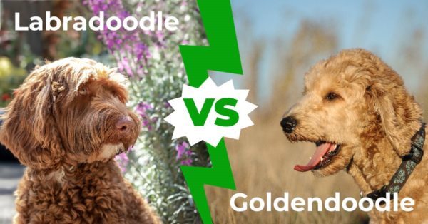 Labradoodle vs Goldendoodle: The 5 Key Differences - A-Z Animals