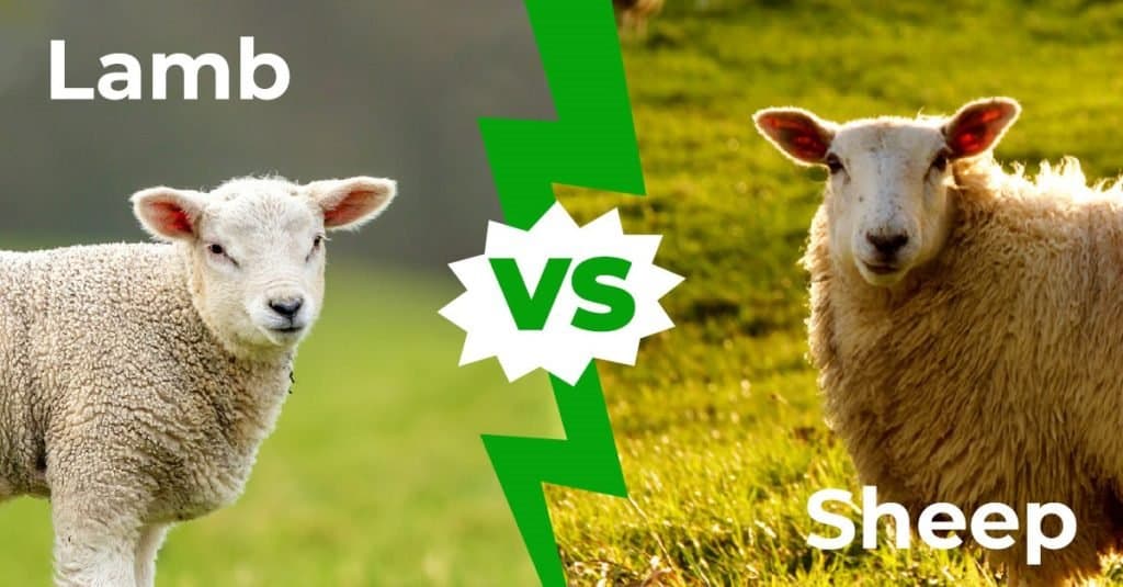 lamb vs sheep
