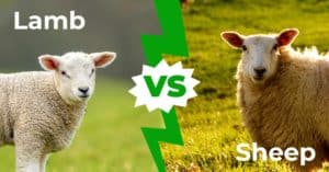 Ягнята против овец — объяснение 5 основных различий