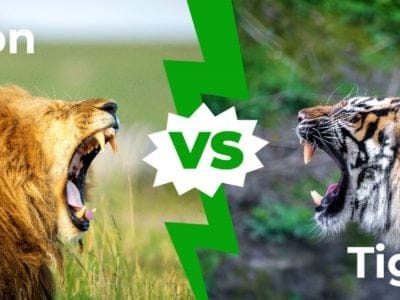 A Lions vs Tigers – 5 Key Differences (And Who Would Win in a Fight)