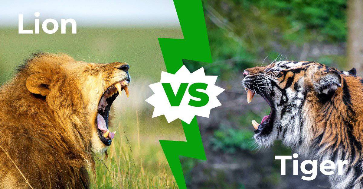 Lions vs Tigers - 5 Key Differences (And Who Would Win in a Fight) - AZ  Animals