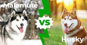 Malamute vs Husky – The 7 Differences That Set Them Apart Picture