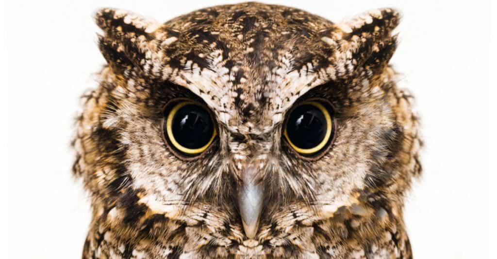 Animals with large eyes – owl