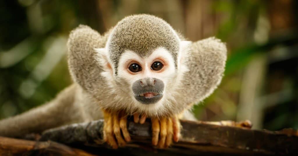 Can You Own a Monkey in Texas? And Should You? - A-Z Animals