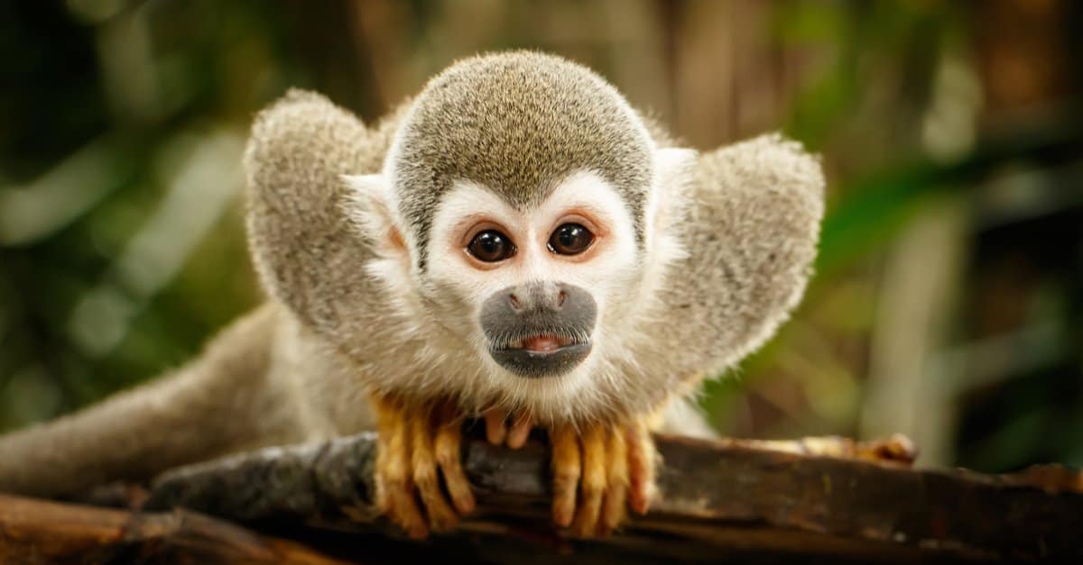 The Cheapest Monkeys To Keep As Pets AZ Animals, 42% OFF