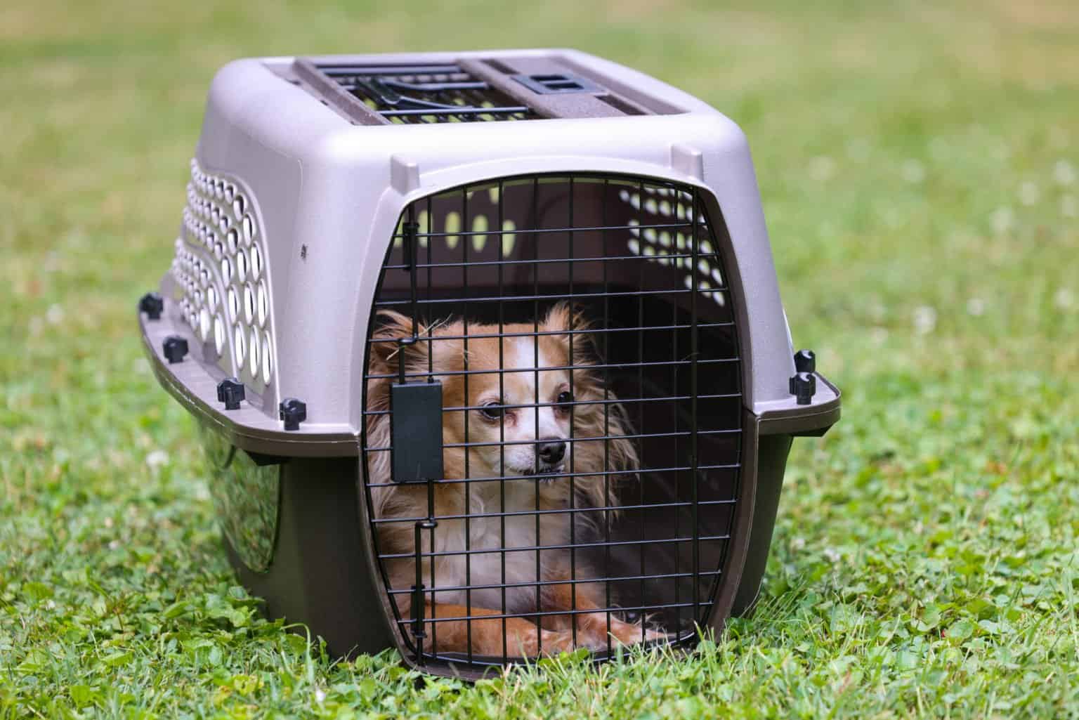 Here Are the 6 Best Puppy Training Crates Reviewed AZ Animals