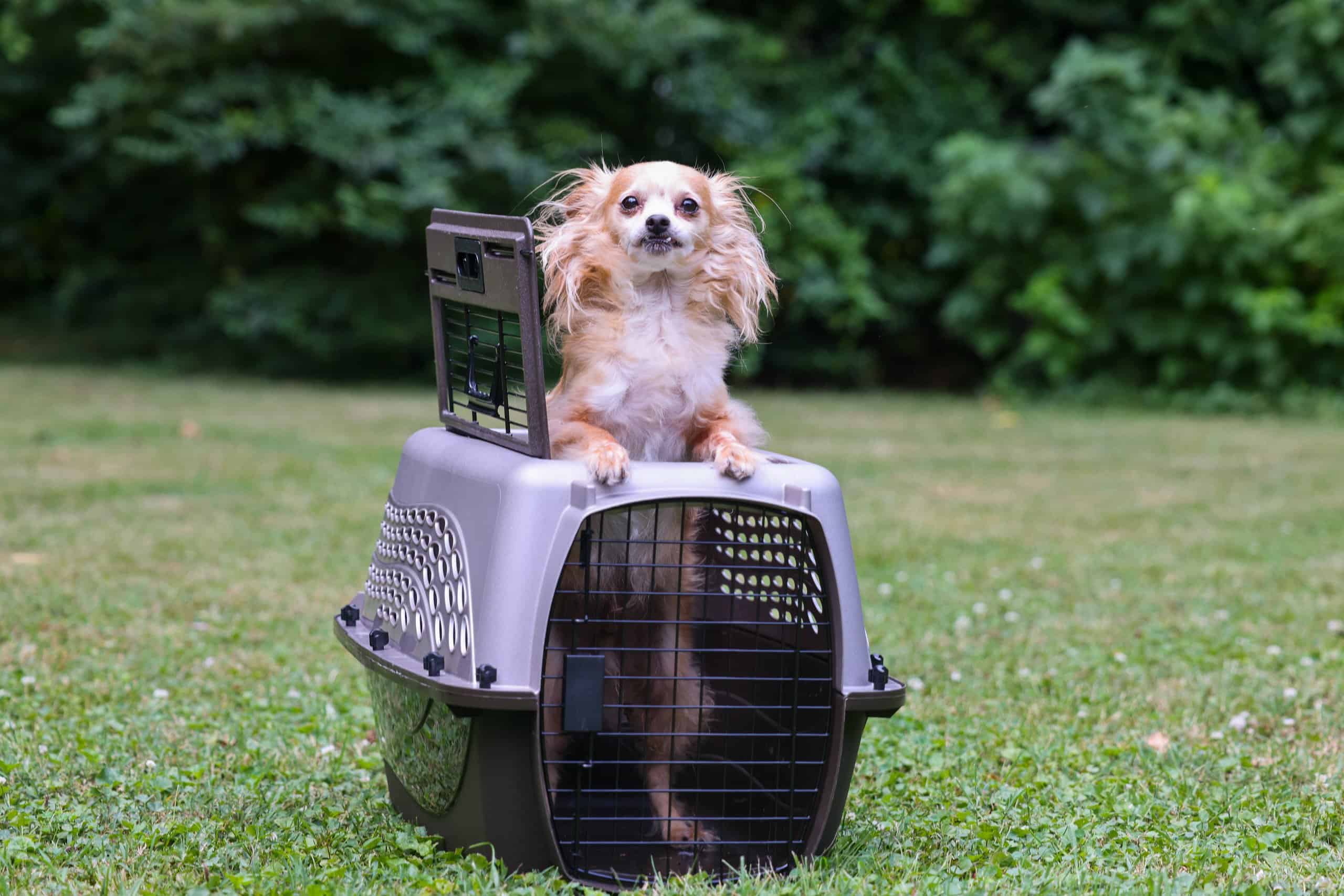 A dog peeks out of a top-loading crate.