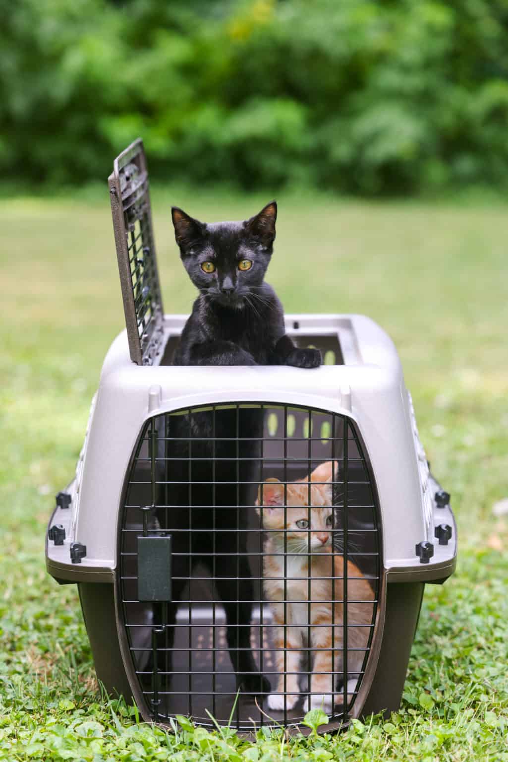 The 5 Best Puppy Training Crates Reviewed for 2021 AZ Animals