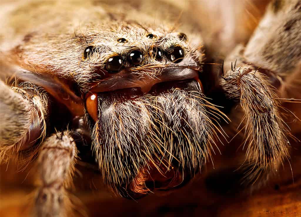 a huntsman spider up close