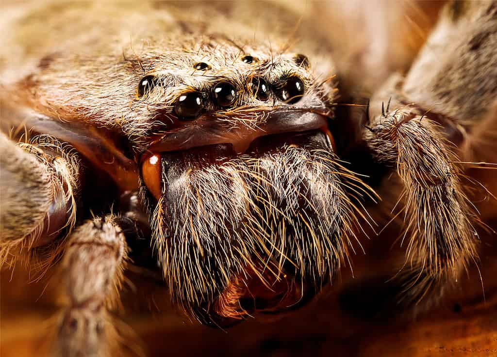 guinness world records biggest spider