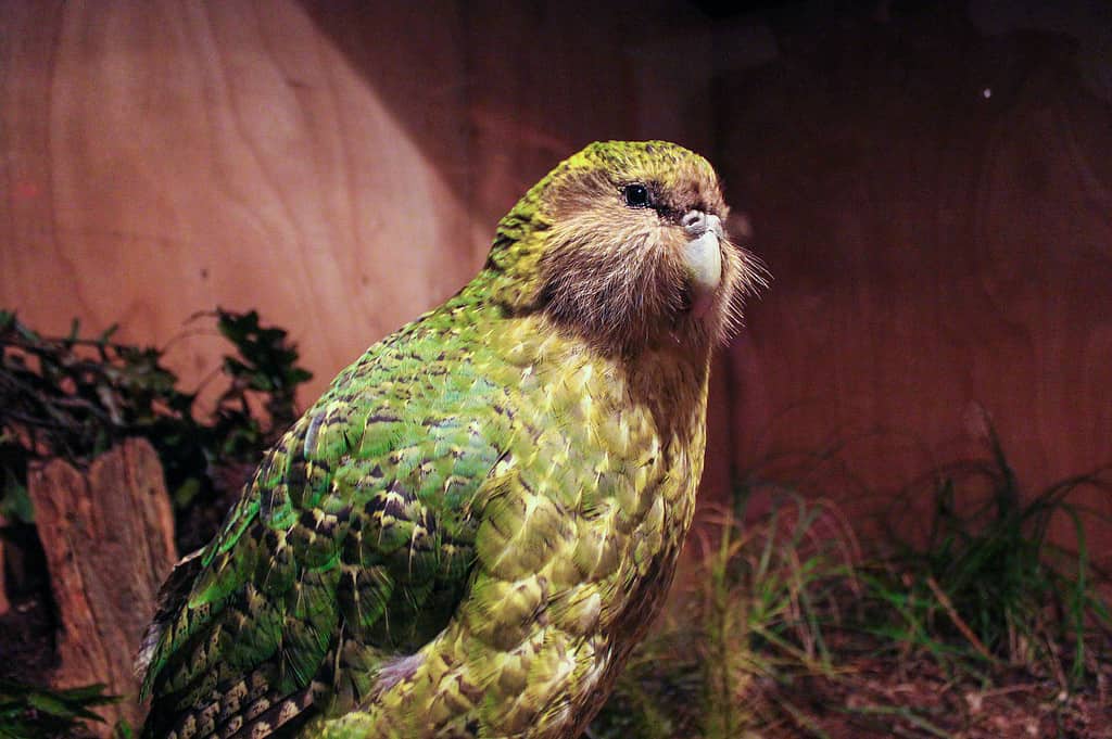 Interesting animals – Kakapo