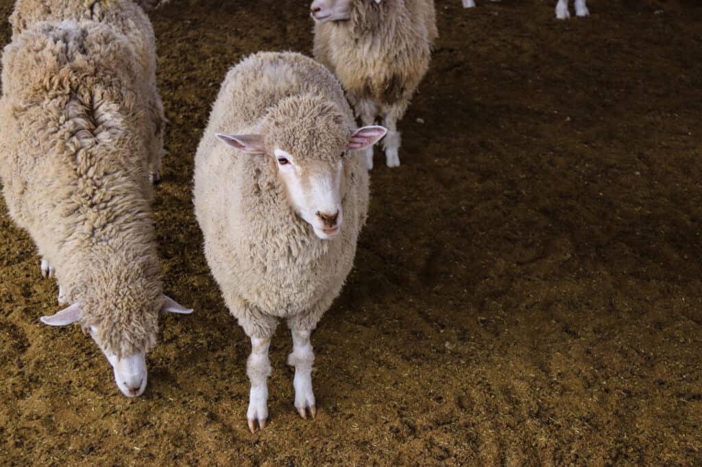 Pygora goat