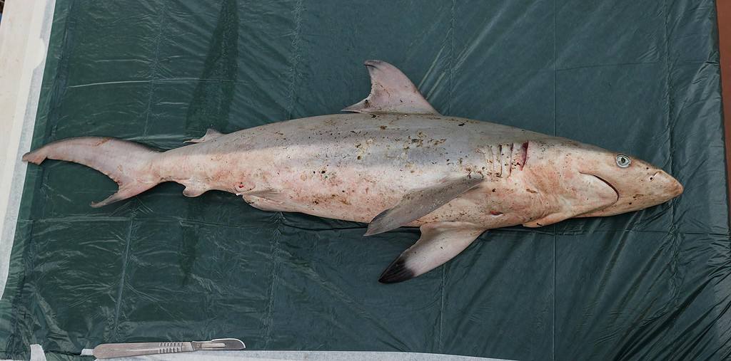 spinner sharks are not considered dangerous to humans but may pose a threat to spearfishers.