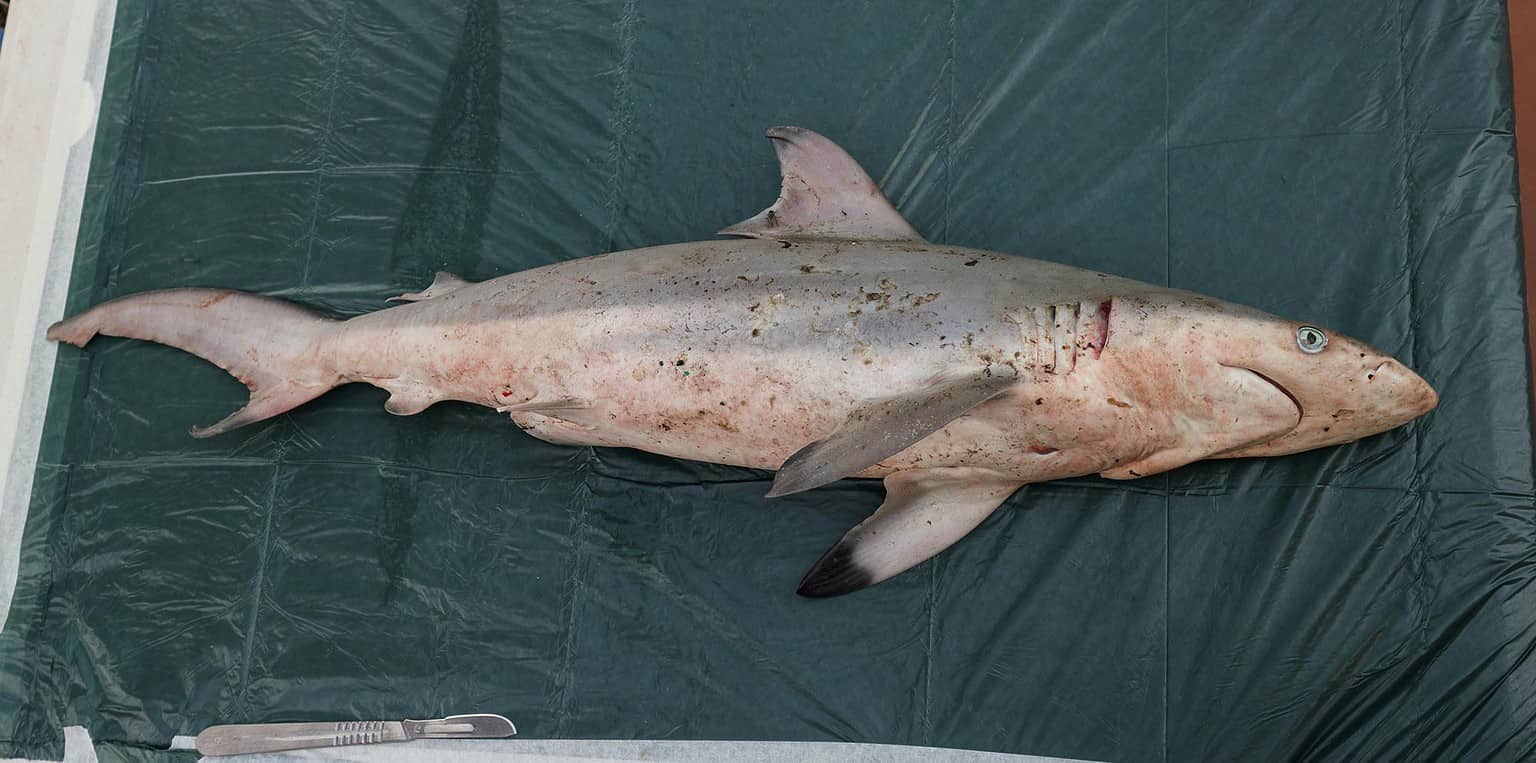 6 Sharks in the Atlantic Ocean - A-Z Animals