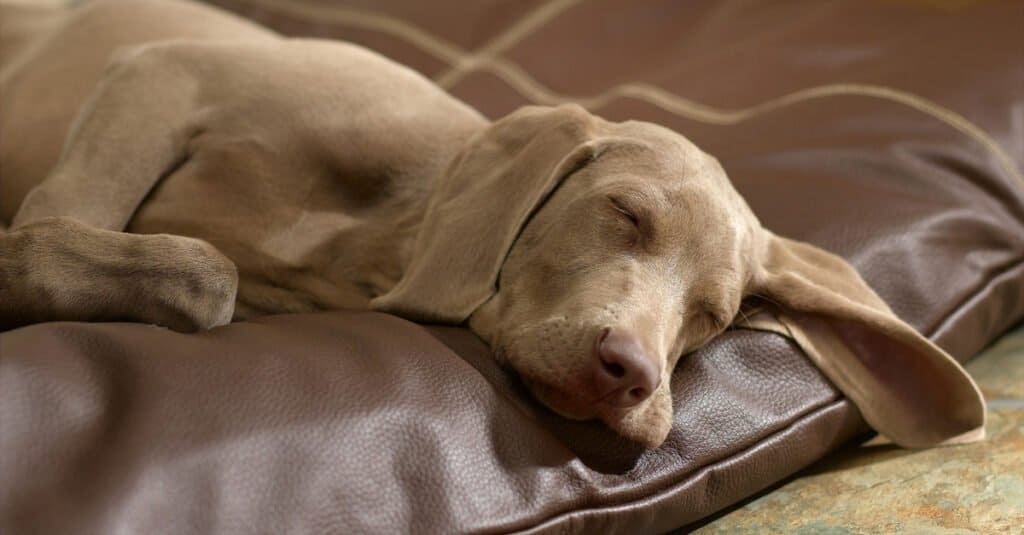 brown dog sleeping on a leather dog bed