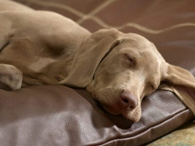 A Reviewed: The 5 Best Dog Beds Today