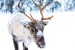 In North America, reindeer are also called caribou. Both the males and females grow antlers.