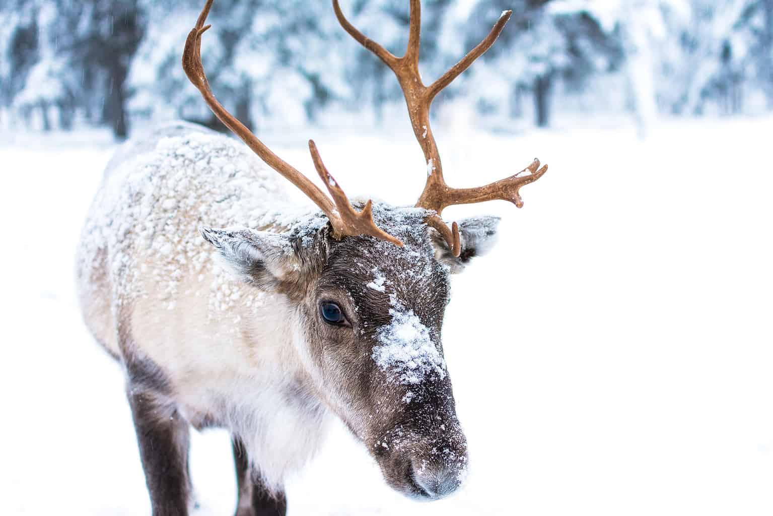 The Reason Why Reindeer Eyes Change Color - A-Z Animals