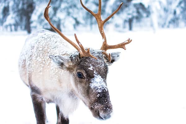 In North America, reindeer are also called caribou. Both the males and females grow antlers.