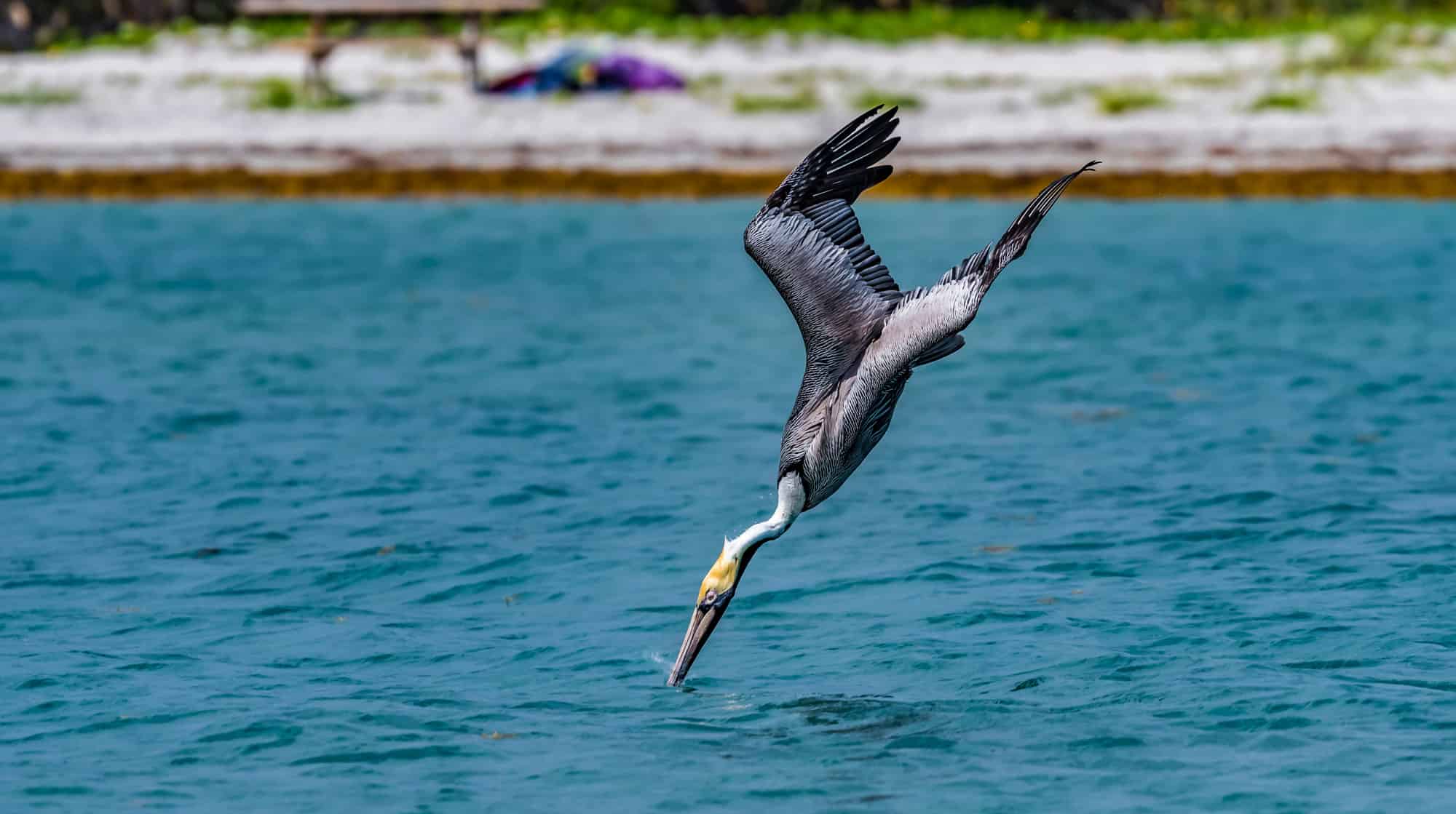 A brown pelican taking a nose dive into water. 