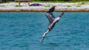 Watch This Huge Pelican Gobble Up and Swallow a Pigeon Whole Picture