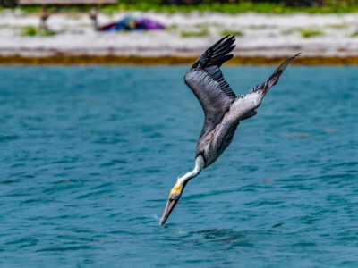 A Watch This Huge Pelican Gobble Up and Swallow a Pigeon Whole