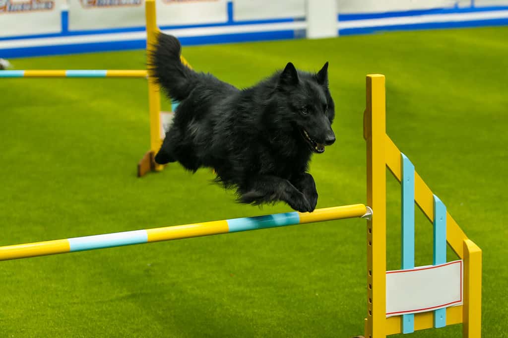 black belgian shepherd